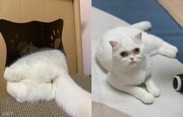 ⓒ노트펫