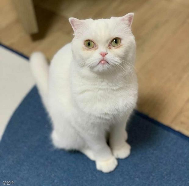 ⓒ노트펫