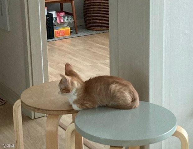 ⓒ노트펫