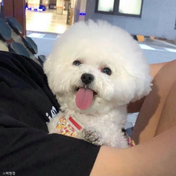 ⓒ노트펫
