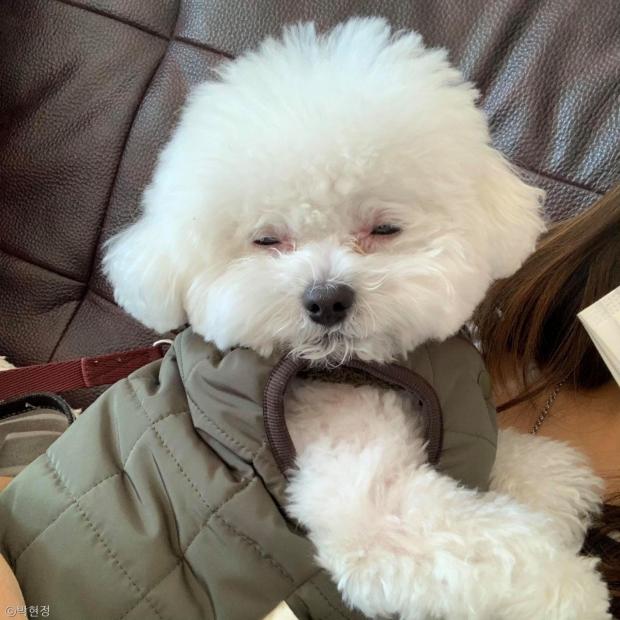 ⓒ노트펫