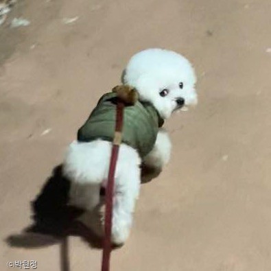 ⓒ노트펫