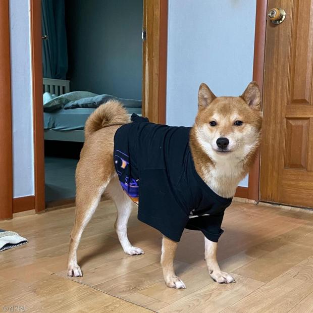 ⓒ노트펫