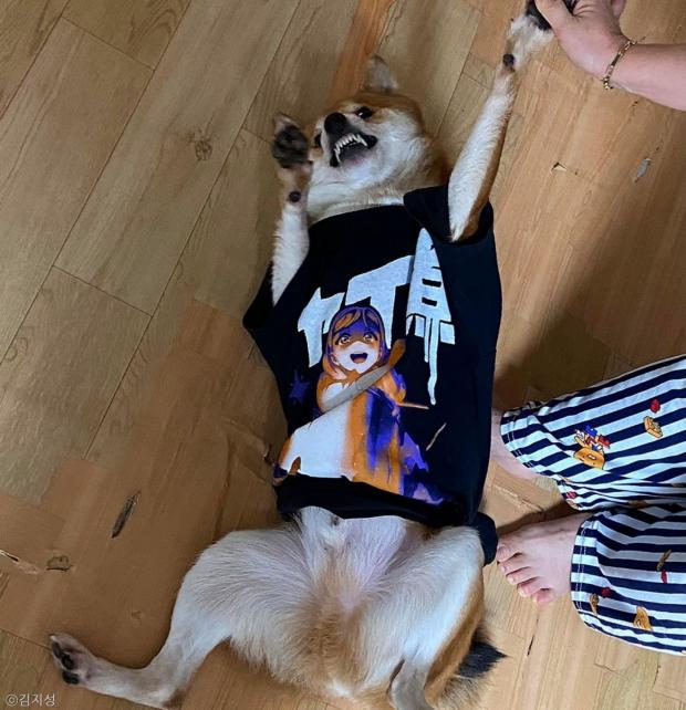 ⓒ노트펫