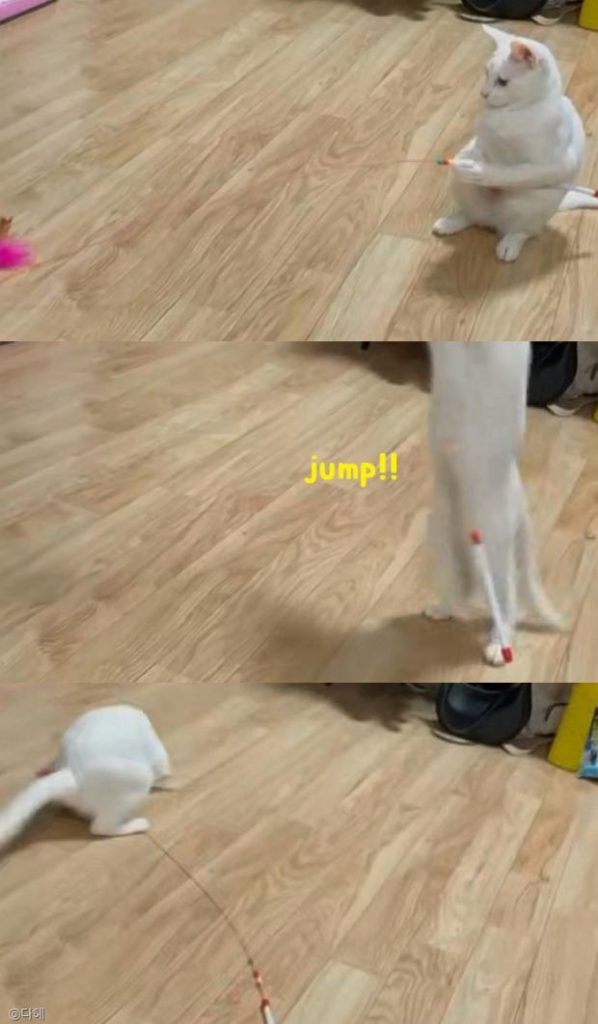 ⓒ노트펫