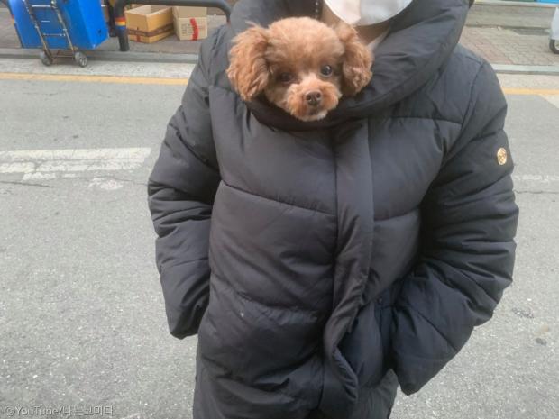 ⓒ노트펫