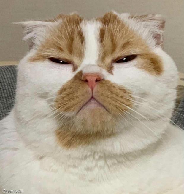 ⓒ노트펫