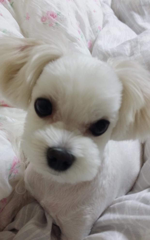 온라인 커뮤티니 네이트판