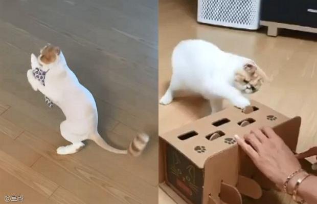 ⓒ노트펫