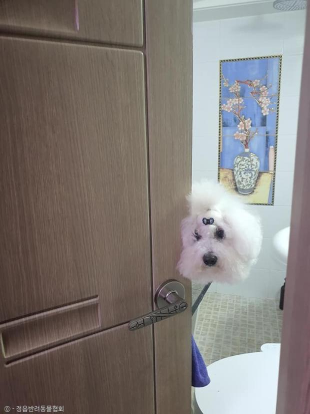 ⓒ노트펫