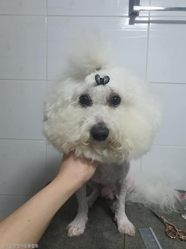 ⓒ노트펫