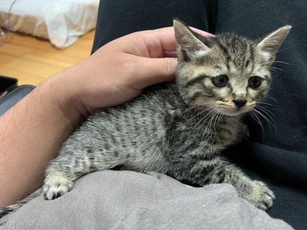 태어난 지 한 달 된 새끼고양이 푸치는 병약해서 집사가 많이 걱정했다. [출처: Twitter/ mofunail]