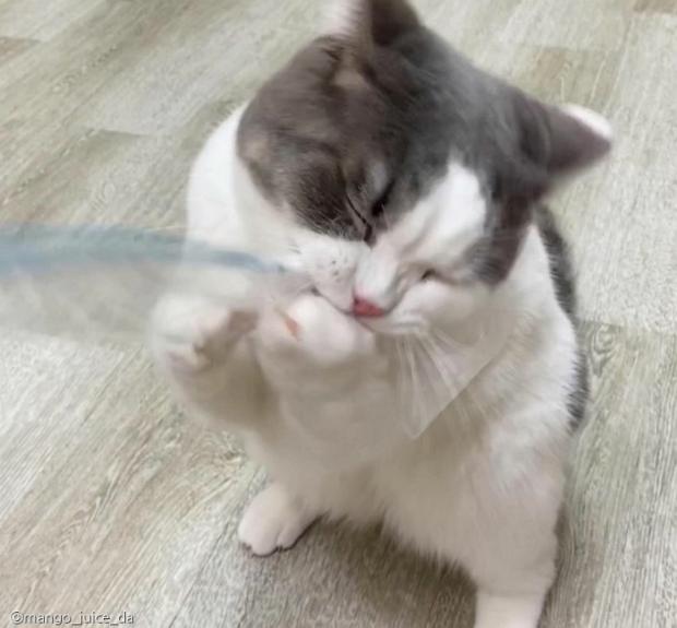 ⓒ노트펫