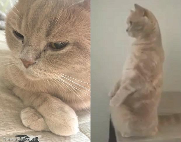 ⓒ노트펫