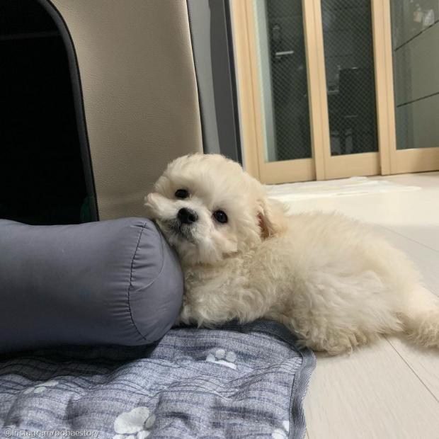 ⓒ노트펫