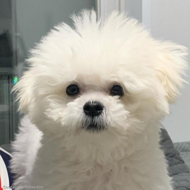 ⓒ노트펫