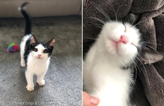 새끼고양이 달타냥. [출처: Battersea Dogs & Cats Home]