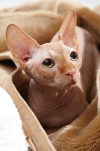 알레르기 유발이 적은 스핑크스 고양이