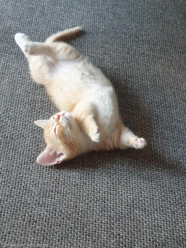 ⓒ노트펫