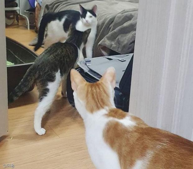 ⓒ노트펫