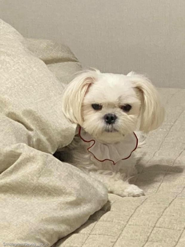 ⓒ노트펫