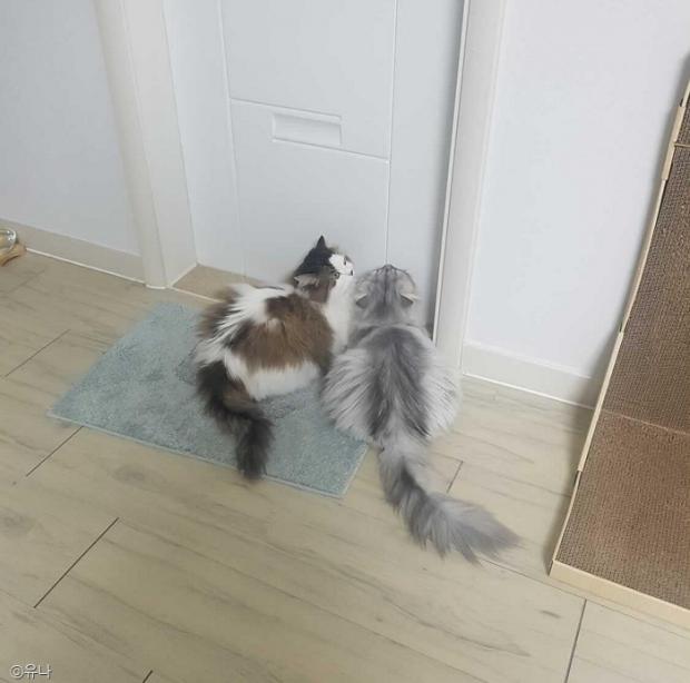 ⓒ노트펫