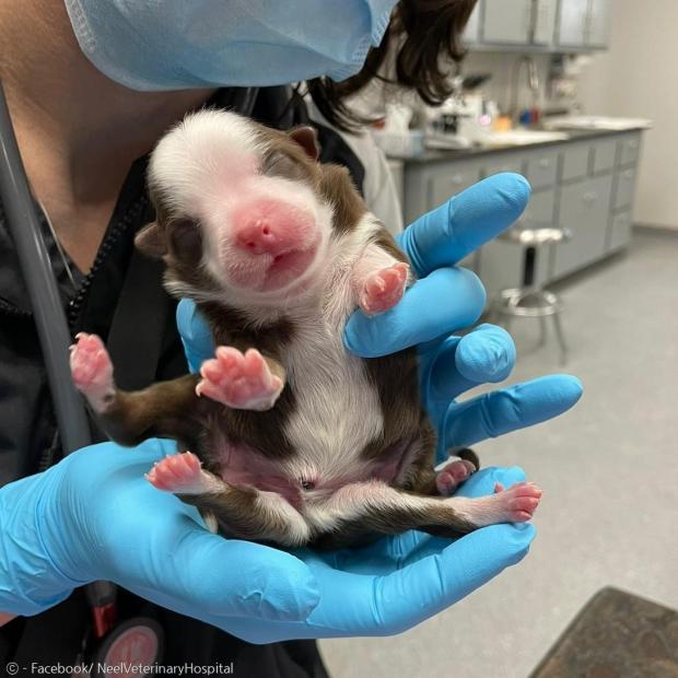 오스트레일리언 셰퍼드와 보더콜리 믹스 강아지 스키퍼. [출처: Facebook/ NeelVeterinaryHospital]