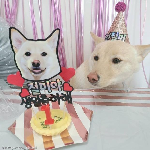 ⓒ노트펫