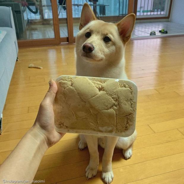 ⓒ노트펫