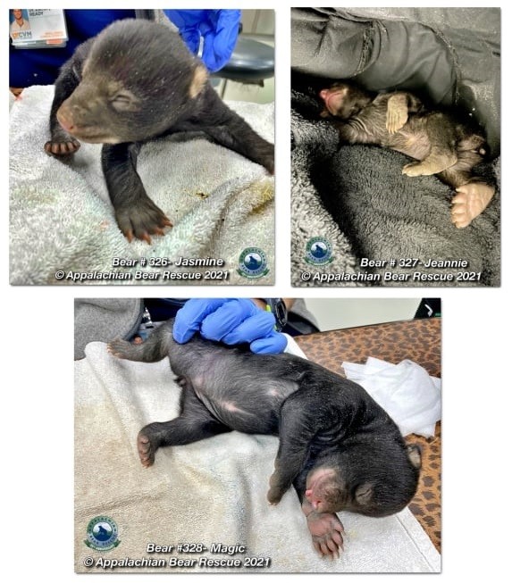 윗줄 왼쪽부터 시계 방향으로 재스민, 제니, 매직베어 순이다. [출처: Facebook/ AppalachianBearRescue]