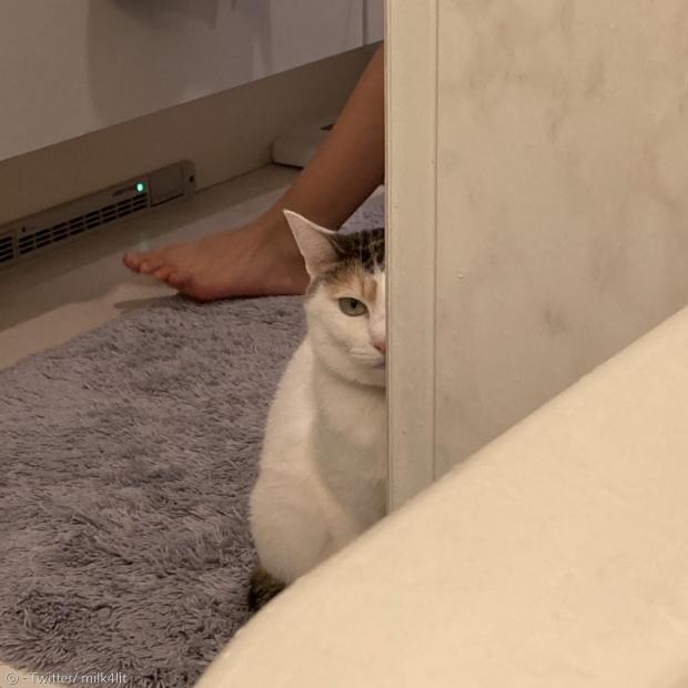 지진을 집사 탓으로 돌리며 추궁한 고양이. 집사는 억울하면서도 그런 고양이가 귀여웠다고 양가감정을 토로했다. [출처: Twitter/ milk4lit]