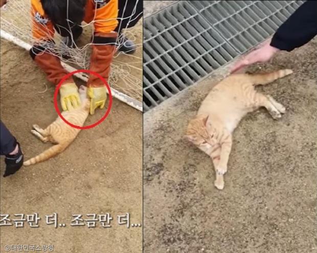 ⓒ노트펫