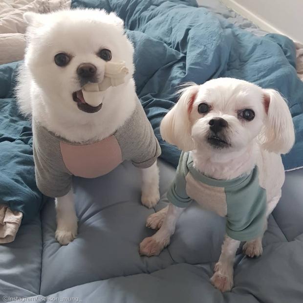 ⓒ노트펫