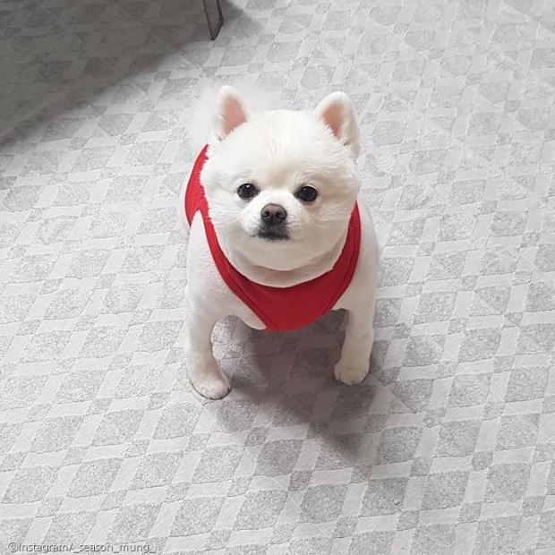 ⓒ노트펫