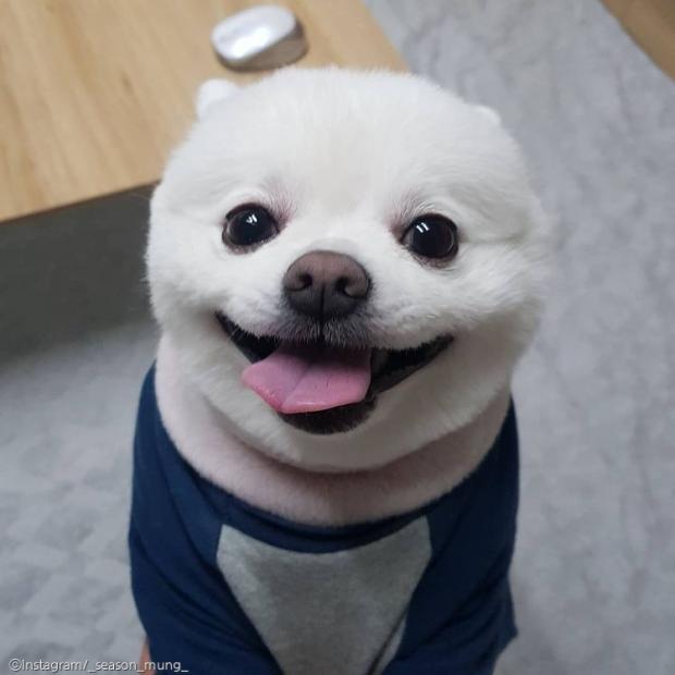 ⓒ노트펫
