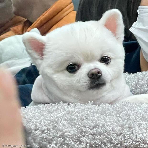 ⓒ노트펫