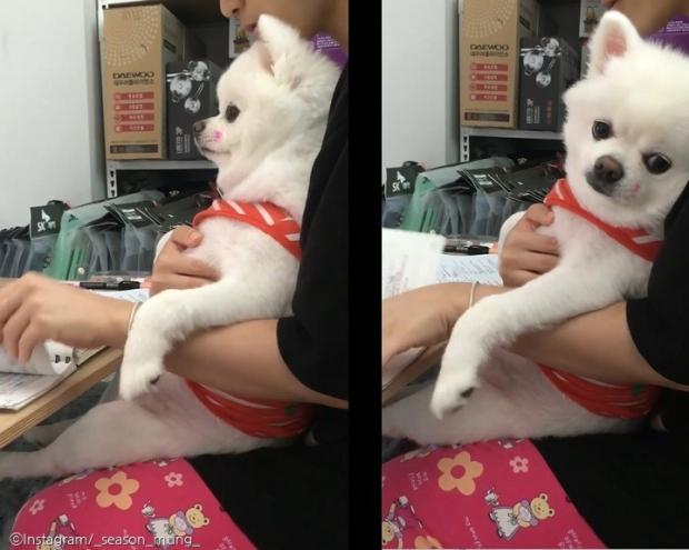 ⓒ노트펫