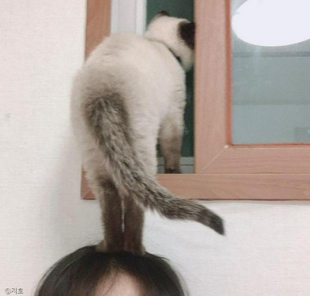 ⓒ노트펫