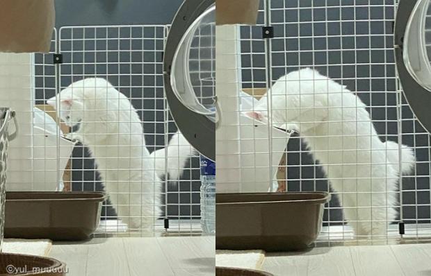 ⓒ노트펫