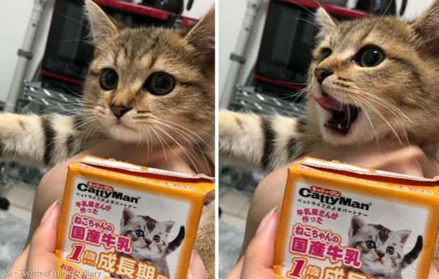 새끼고양이 시절 고양이 전용 팩우유를 마시고 입맛을 다신 미니라.