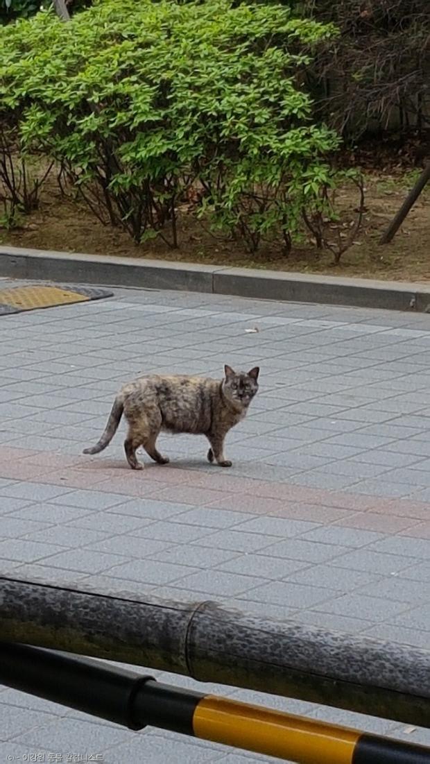 ⓒ노트펫