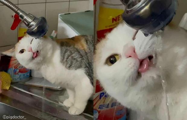 ⓒ노트펫