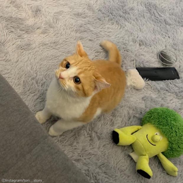 ⓒ노트펫