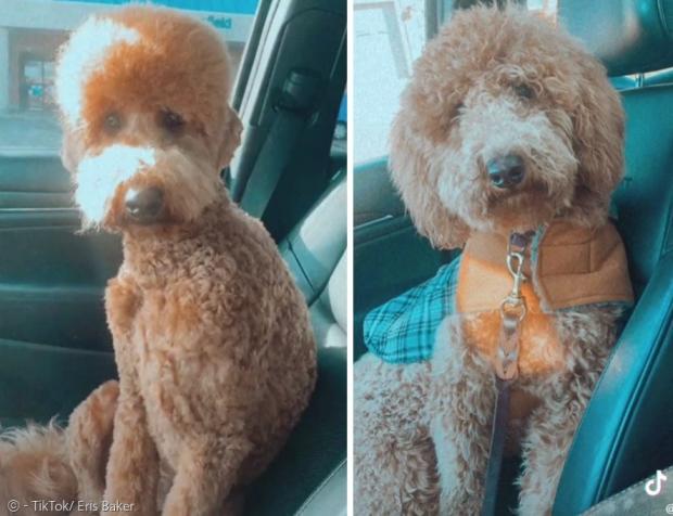록시의 원래 스타일은 그 정도까진 아니었다. 오른쪽 사진이 원래 록시의 모습이다. 평소 록시는 풍성한 털을 자랑하는 귀여운 반려견이다.