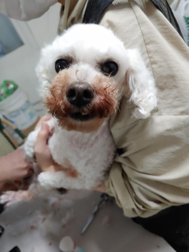 동물보호관리시스템 유실유기동물 공고 