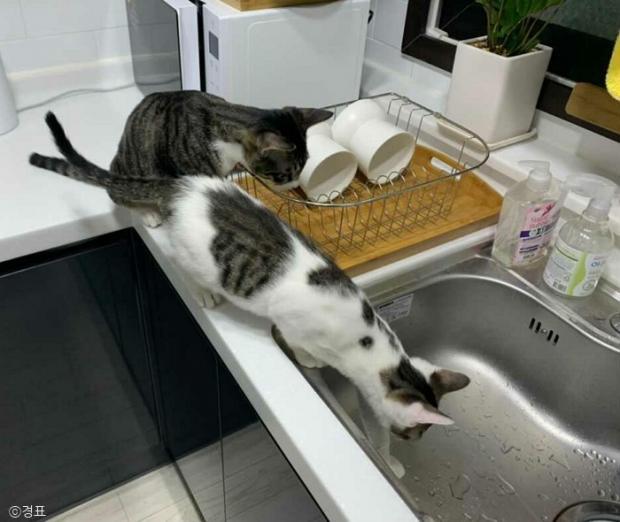 ⓒ노트펫