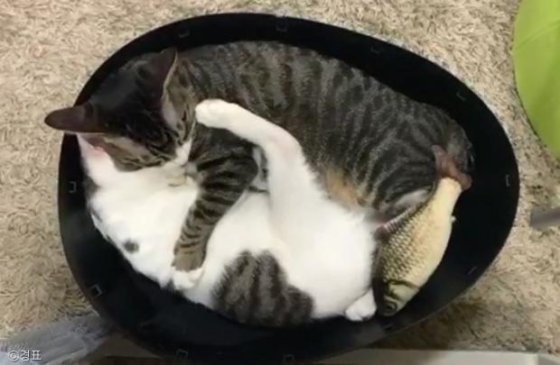 ⓒ노트펫