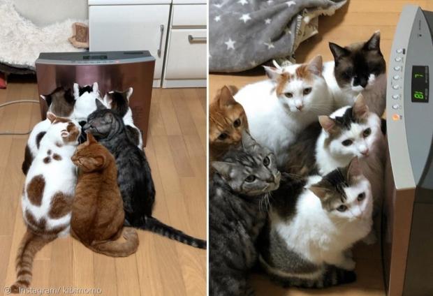 고양이 6마리가 18도로 설정된 전기난로 앞에 바짝 붙어 앉았다. [출처: Instagram/ kibimomo]