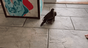 batch_04.gif