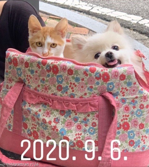 ⓒ노트펫